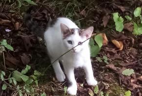 Vermisstmeldung Katze  Männliche , 1 jahre Fontenoy Frankreich