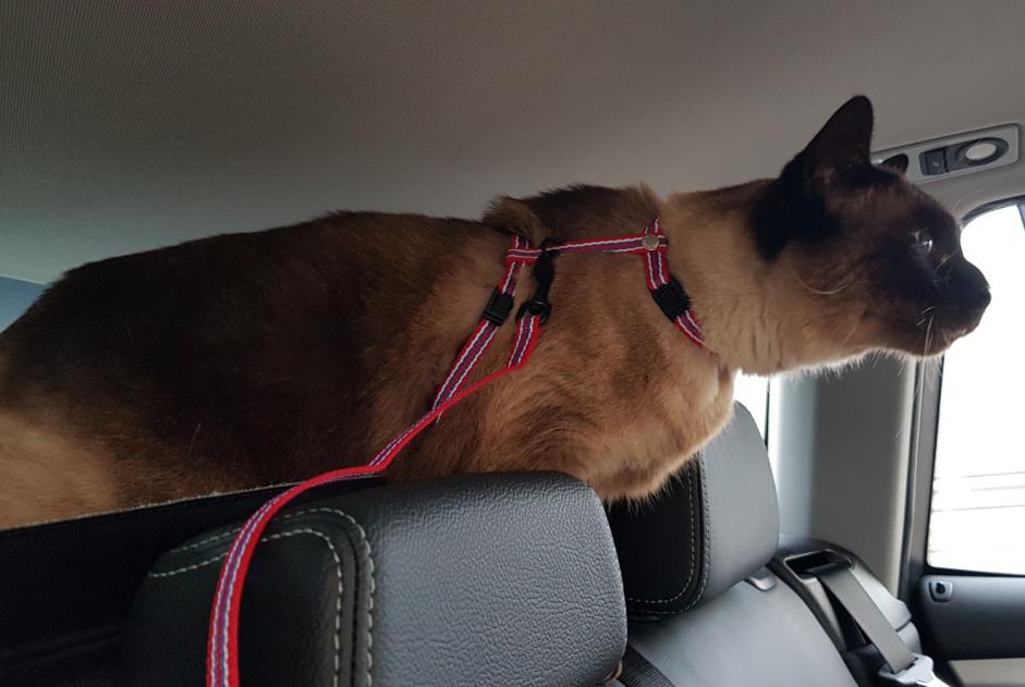 Vermisstmeldung Katze rassenmischung Männliche , 10 jahre Montholon Frankreich Vermisstmeldung Katze rassenmischung Männliche , 10 jahre Montholon Frankreich