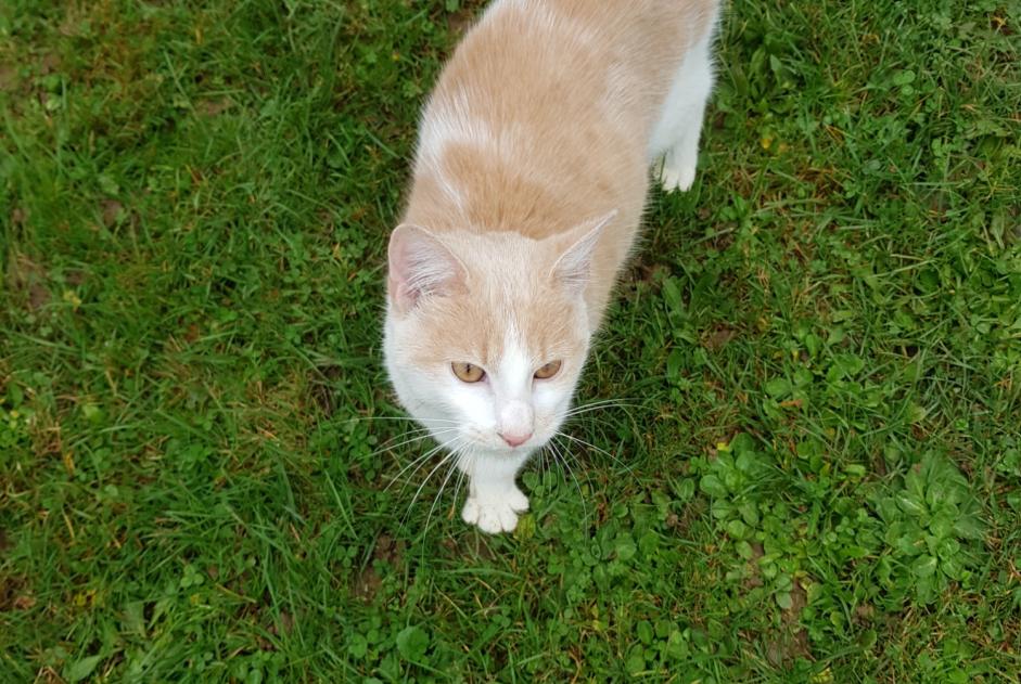 Discovery alert Cat Male Brion France