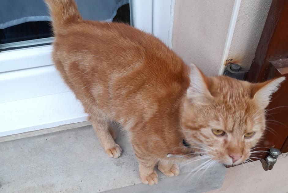 Discovery alert Cat Unknown Chailley France Discovery alert Cat Unknown Chailley France