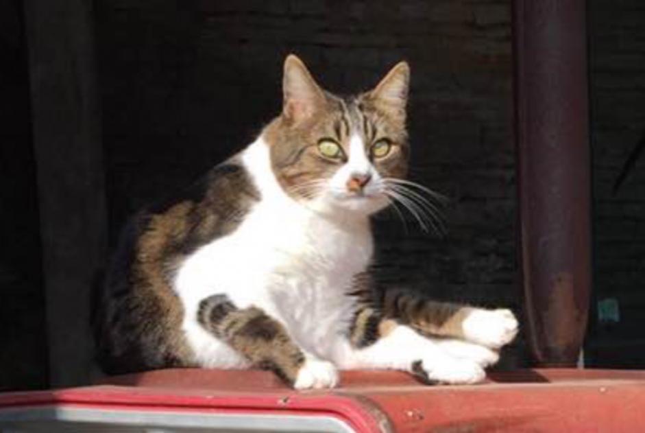 Disappearance alert Cat  Male , 10 years Ligny-le-Châtel France