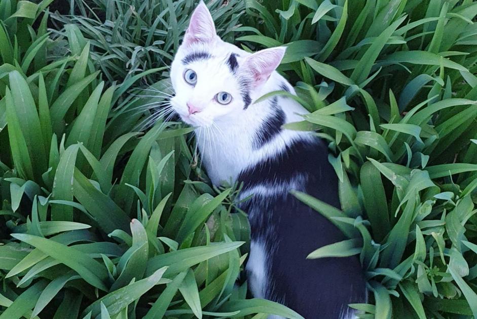Disappearance alert Cat miscegenation Male , 2 years Saint-Loup-d'Ordon France