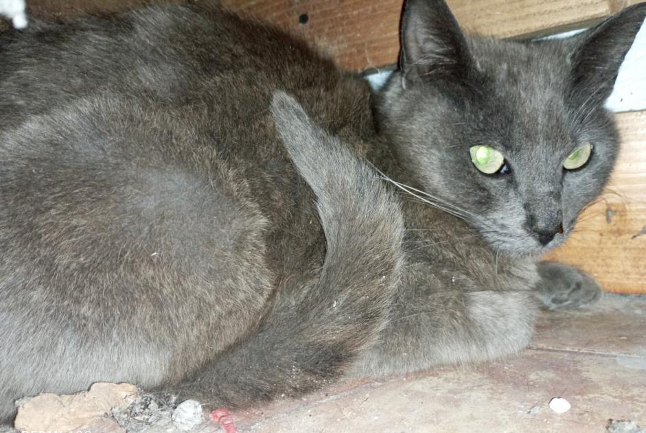 Alerta de Hallazgo Gato Desconocido Nailly Francia Alerta de Hallazgo Gato Desconocido Nailly Francia