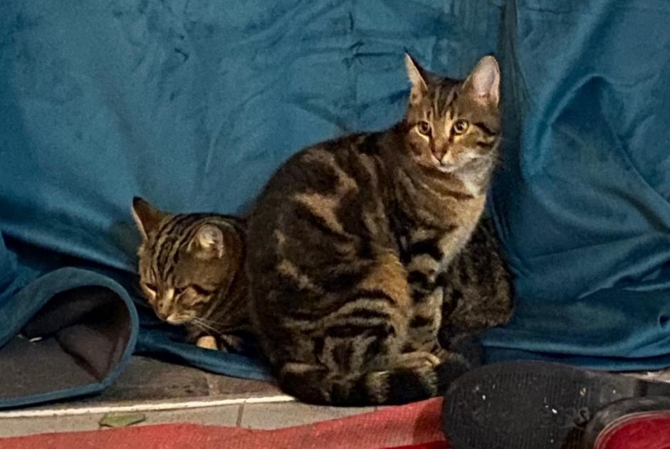 Alerte Disparition Chat Femelle , 1 ans Poilly-sur-Tholon France
