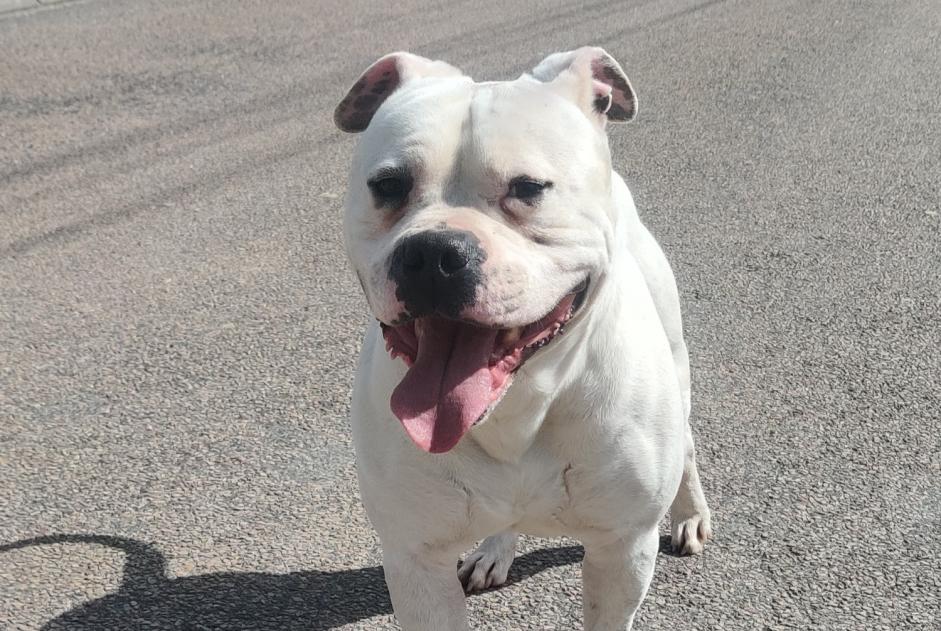 Alerte Découverte Chien  Mâle Bussy-en-Othe France