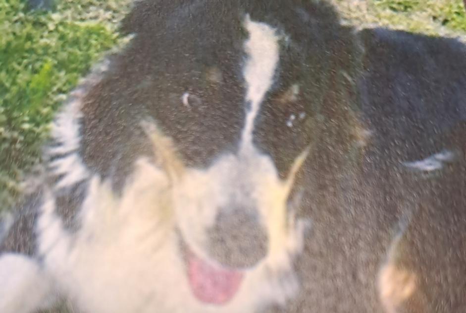 Avviso scomparsa Cane  Femmina , 6 anni Pourrain Francia