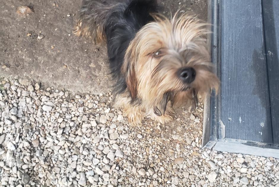 Avviso Ritrovamento Cane Maschio Champlay Francia