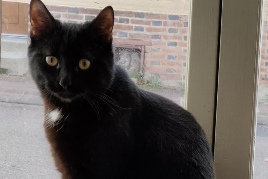 Avviso scomparsa Gatto Maschio , 1 anni Villeneuve-l'Archevêque Francia