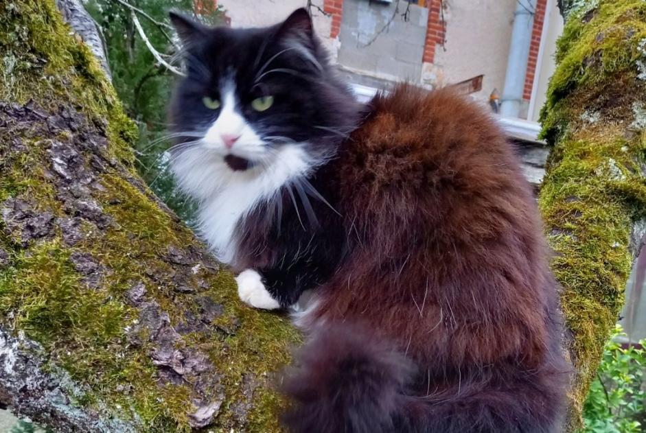 Avviso scomparsa Gatto  Femmina , 13 anni Nailly Francia
