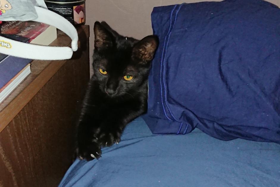Avviso scomparsa Gatto Maschio , 3 anni Chamvres Francia Avviso scomparsa Gatto Maschio , 3 anni Chamvres Francia