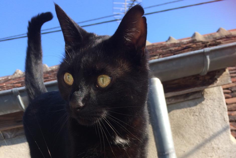 Avviso scomparsa Gatto Maschio , 5 anni Joigny Francia Avviso scomparsa Gatto Maschio , 5 anni Joigny Francia