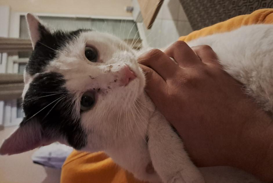 Avviso Ritrovamento Gatto  Maschio Auxerre Francia