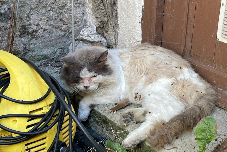 Avviso Ritrovamento Gatto incrocio di razze Maschio Sens Francia